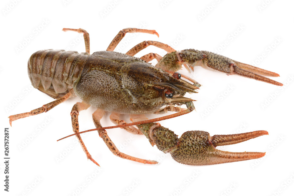 crayfish on a white background crayfish on a white background