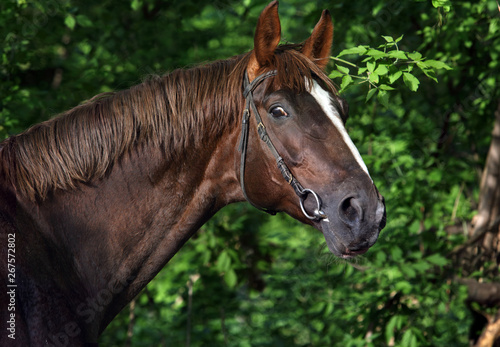 Dressage horse portrait in outdoor 