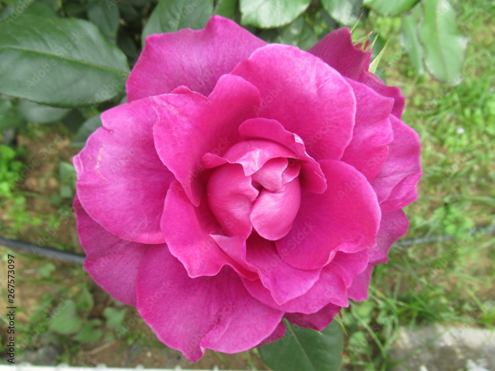 Obraz premium Red roses 