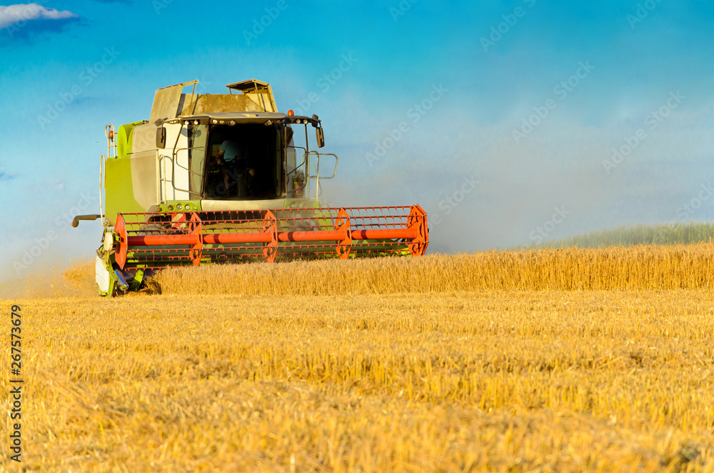 Fototapeta premium Połącz zbiory w polu pszenicy złotej