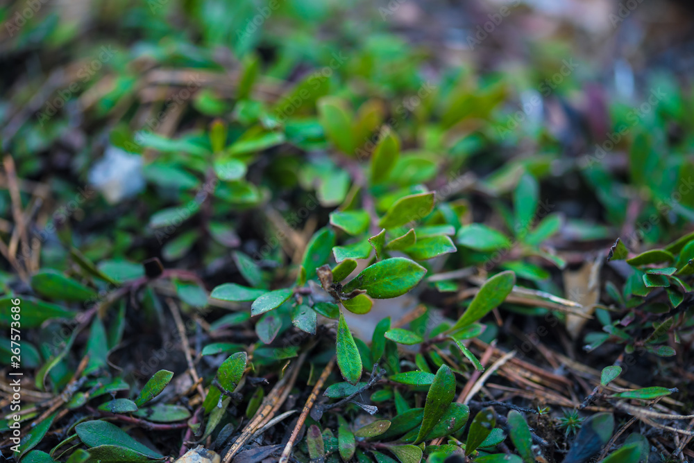 foliage foliage