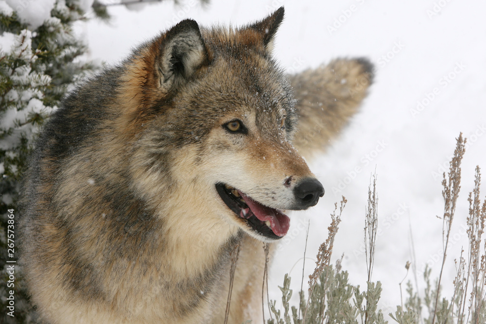 Grey Wolf in winter scene in Montana USA