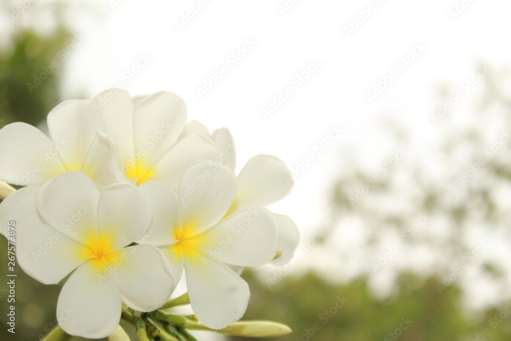 white flowers white flowers