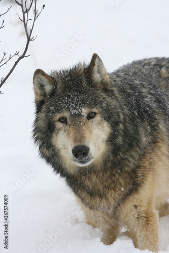 Grey Wolf in winter scene in Montana USA
