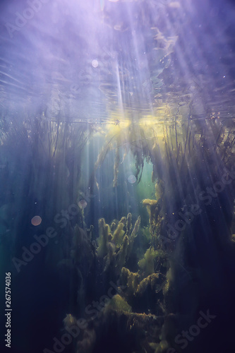 swamp underwater landscape abstract / sunken trees and algae in clear water, ecology underwater world © kichigin19