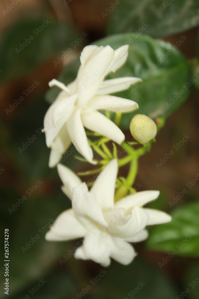 White color Jasmine flowers in garden. White color Jasmine flowers in garden.