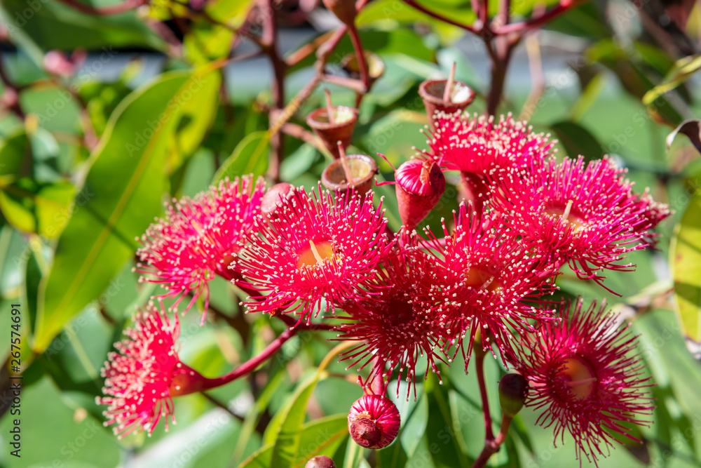 Pink flowers of Eucalyptus calophylla (Marri), native Australian flowering tree. Pink flowers of Eucalyptus calophylla (Marri), native Australian flowering tree.