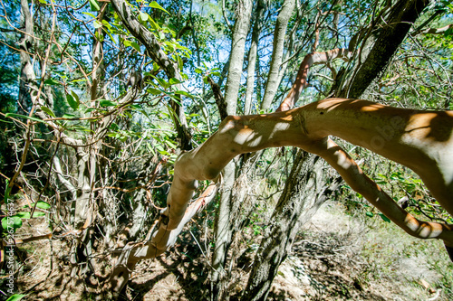 Sandalwood growing in Turkish forest in natural environment