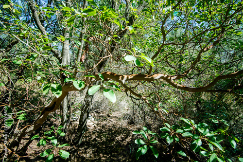 Sandalwood tree that grows in the Turkish forest, in its natural habitat. The concept of types of trees or valuable tree.