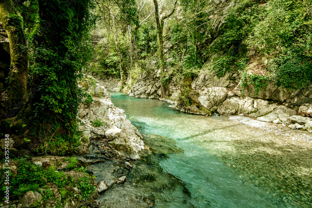 River in the forest with clear blue clear water rocks trees and greenery River in the forest with clear blue clear water rocks trees and greenery