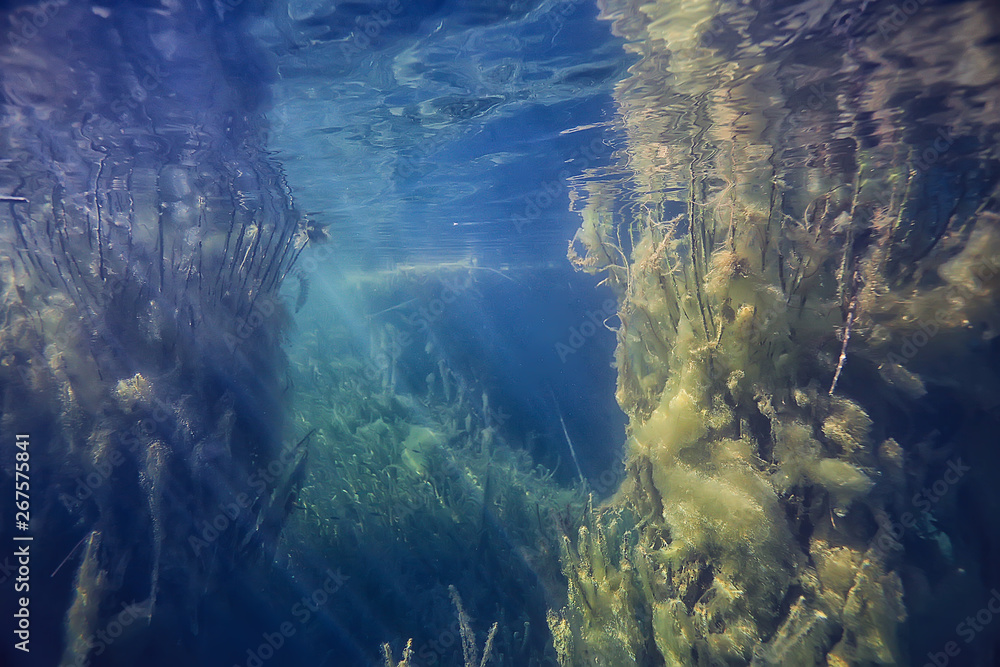 mangroves underwater landscape background / abstract bushes and trees on the water, transparent water nature eco mangroves underwater landscape background / abstract bushes and trees on the water, transparent water nature eco