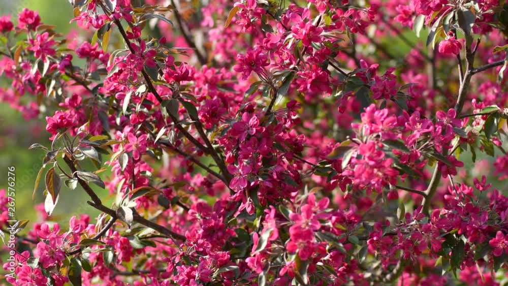 Spring crab-apple tree flowering