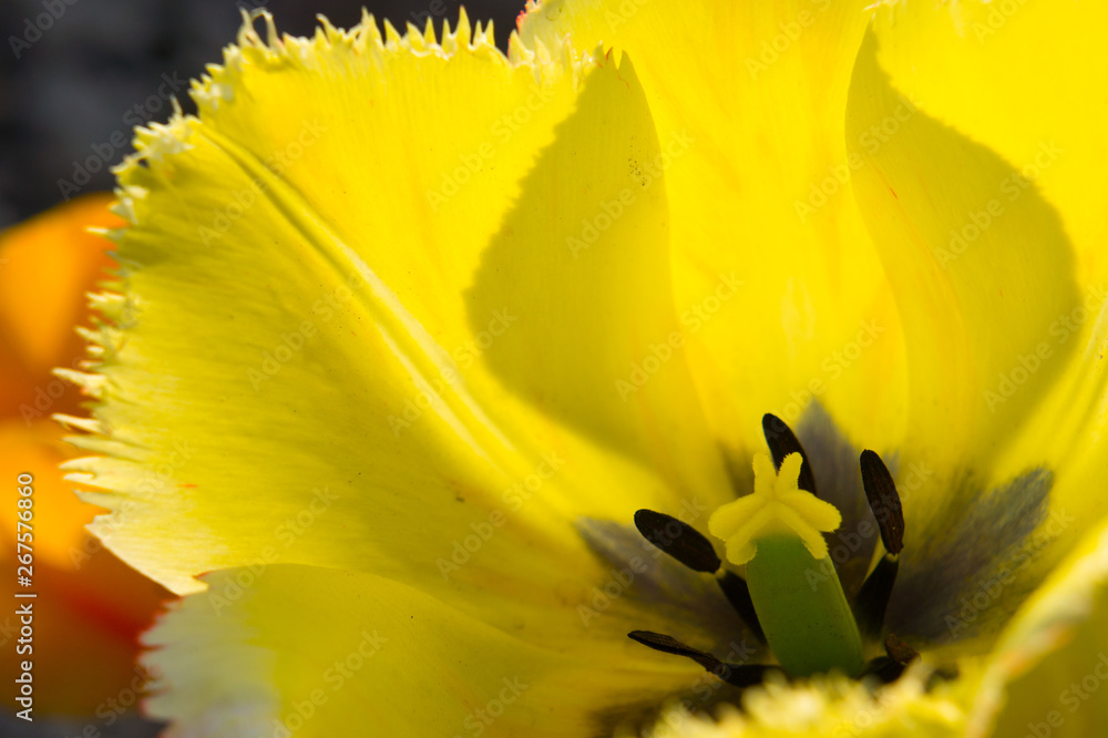 Fototapeta premium Yellow tulip on dank background. Bright flowers in spring. Awakening of nature and the Earth