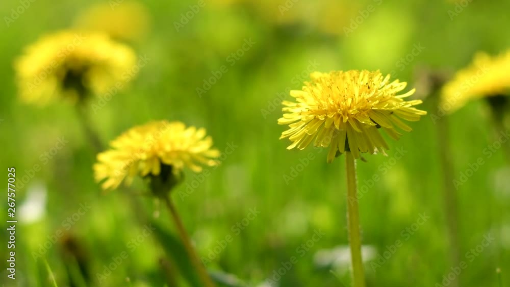 Flowers of dandelion on green grass background Flowers of dandelion on green grass background