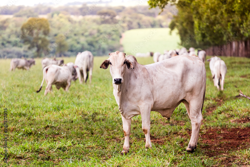 Nelore for fattening in the pasture of the farm. Livestock of Brazil Nelore for fattening in the pasture of the farm. Livestock of Brazil