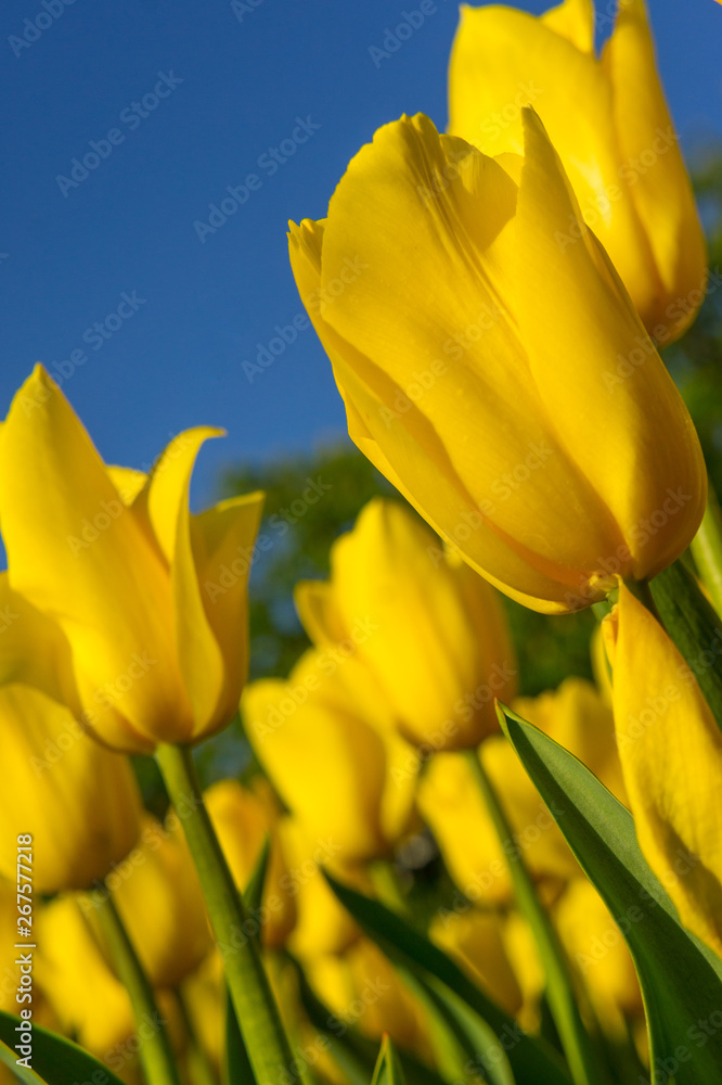 Obraz premium Yellow tulip. Bright flowers in spring. Awakening of nature and the Earth