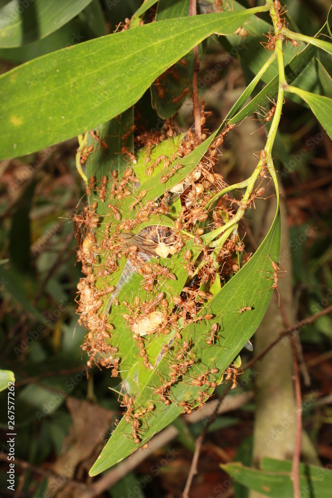 Oecophylla smaragdina nest. Common names weaver ant, green ant, green ...