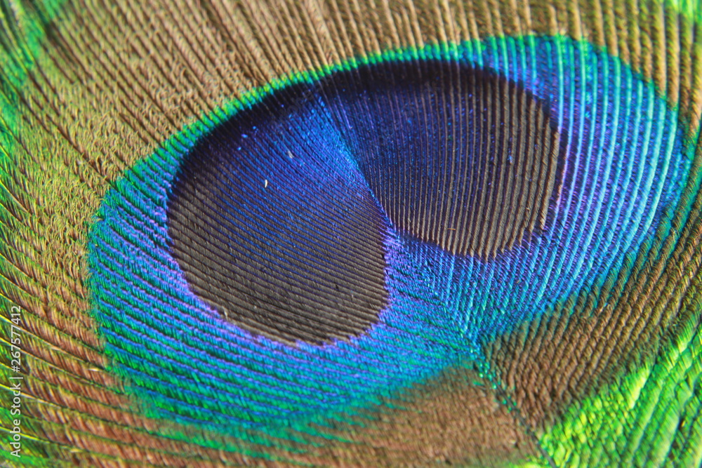 Fototapeta premium peacock feather