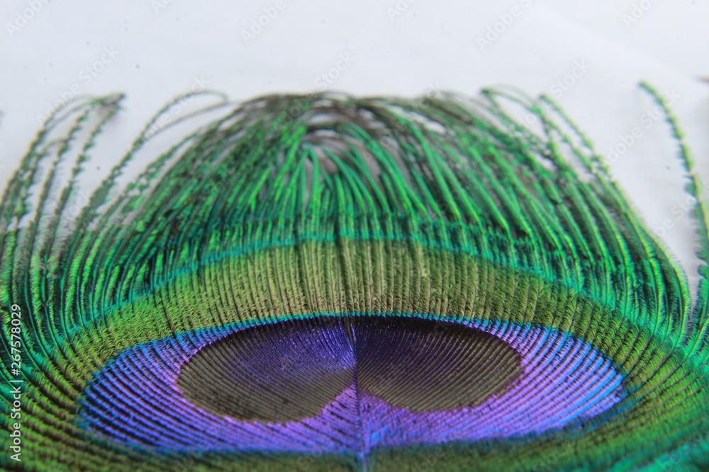 Obraz premium peacock feather