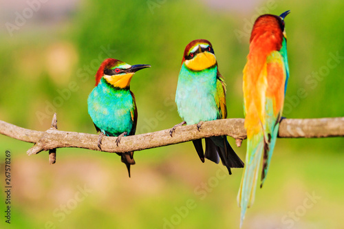 flock of colorful birds threesome sitting on a branch © drakuliren