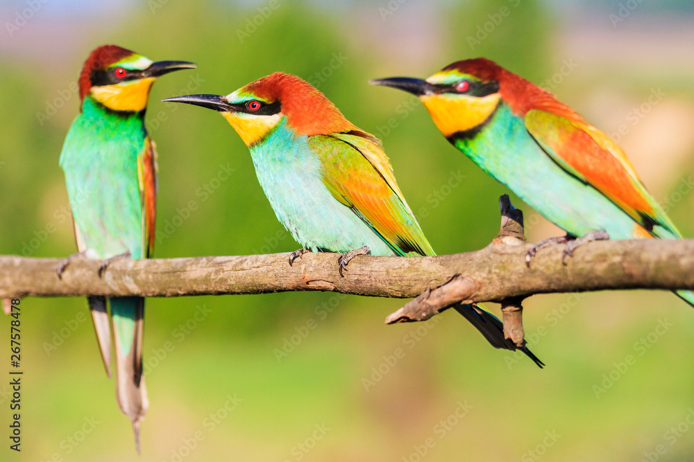 Fototapeta premium three bee-eaters sit on a branch
