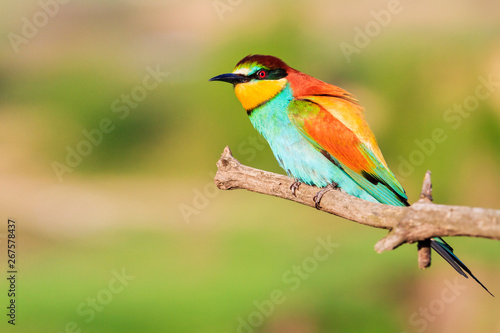 interested beautiful bird sitting on a branch © drakuliren
