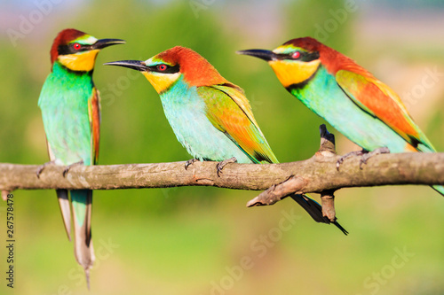 three bee-eaters sit on a branch