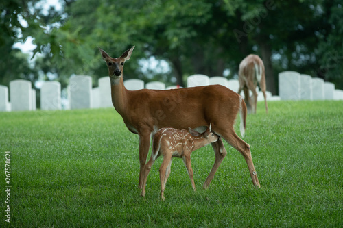 White-tailed deer doe and fawn