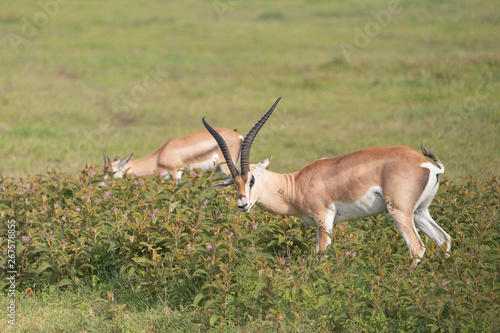 Beautiful Male Grants Gazelle in the Serengeti area of Tanzania