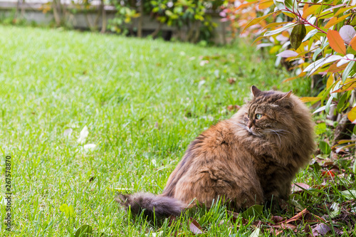 Beautiful cat with long hair outdoor in a garden, siberian purebred kitten, brown mackerel