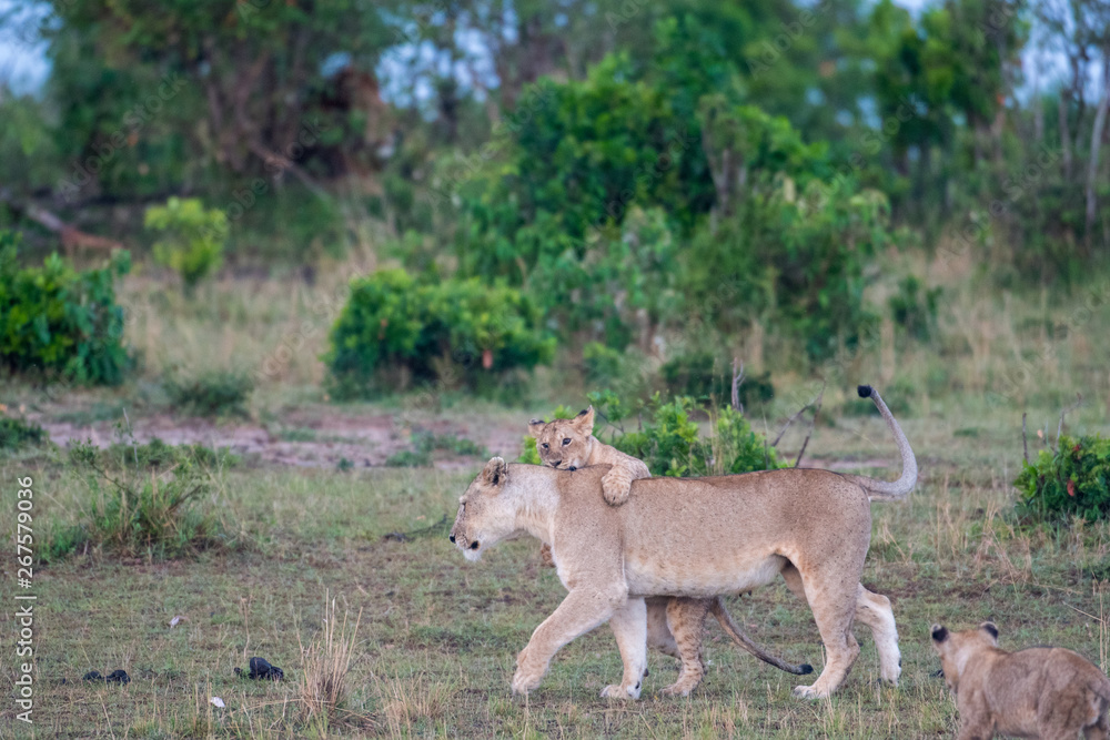 Lion cubs and lioness Lion cubs and lioness