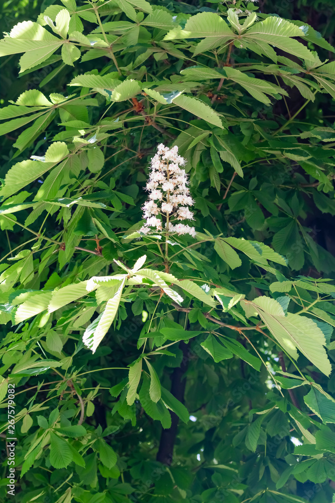 Horse chestnut white flowers on a branch with green foliage on