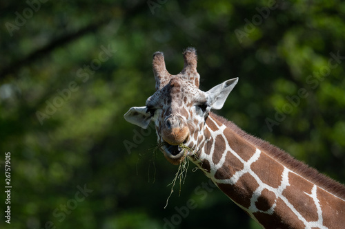 captive giraffe feeding at a zoo