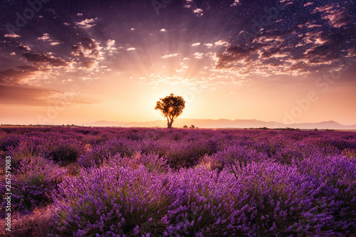 Amazing nature landscape, lavender field with single tree in sunrise glow with night dark starry sky, natural summer travel background, Provence, France