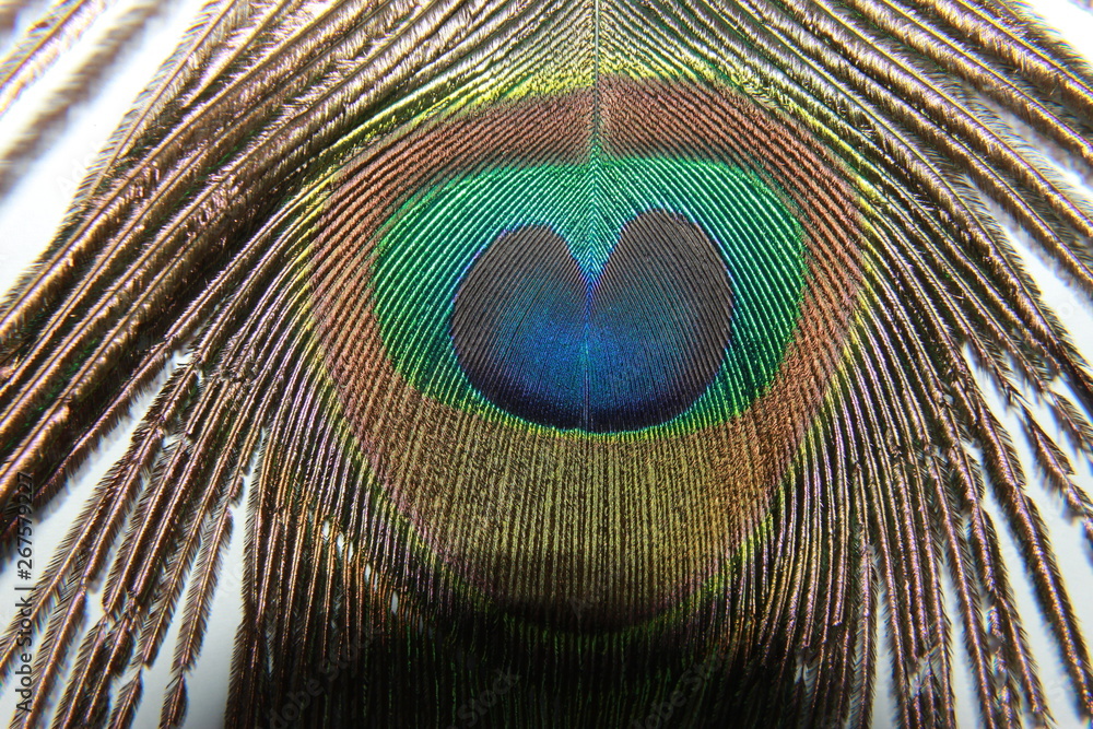 Obraz premium peacock feather