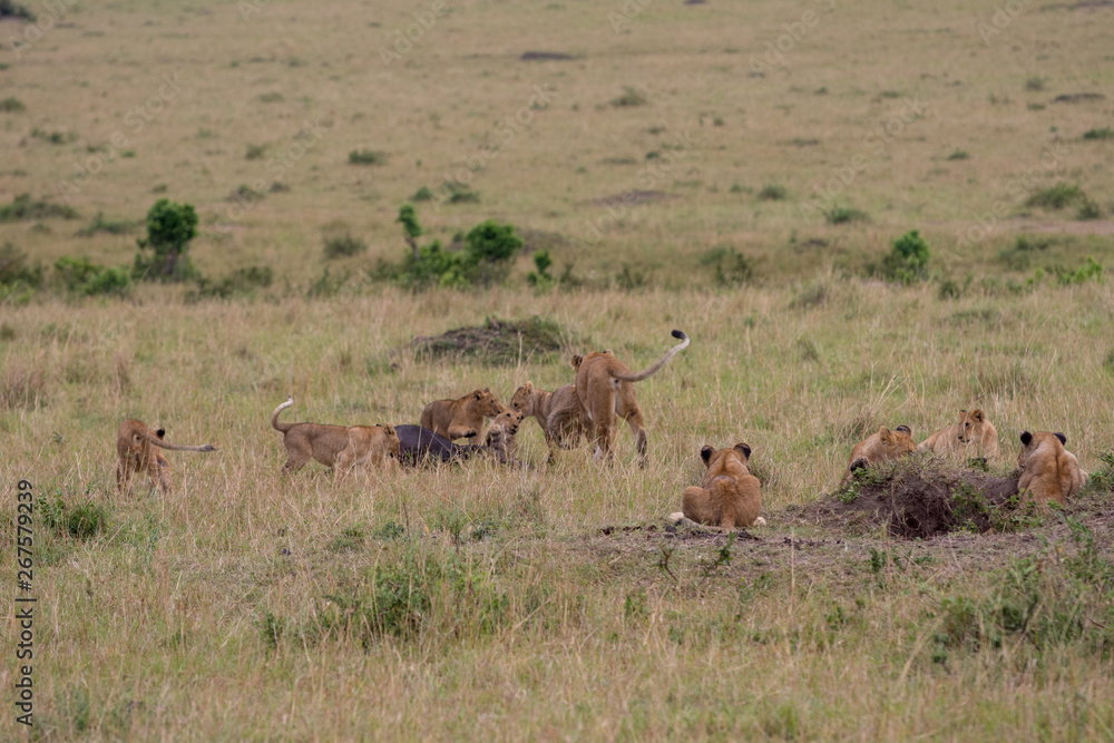 lion pride at a kill lion pride at a kill