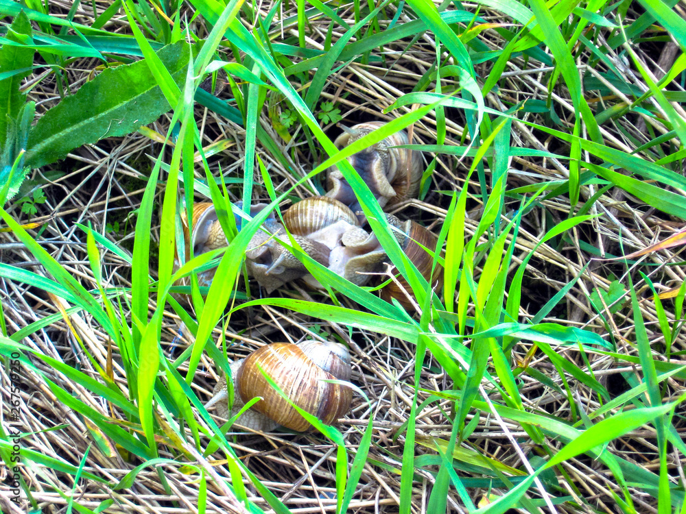 Snails in the grass on a sunny day. Snails in the grass on a sunny day.