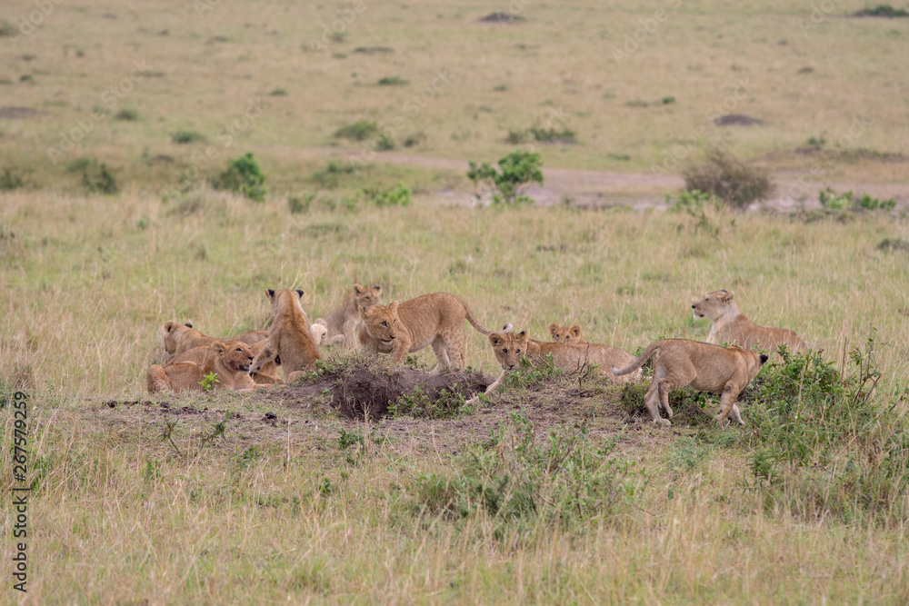 lion pride at a kill lion pride at a kill