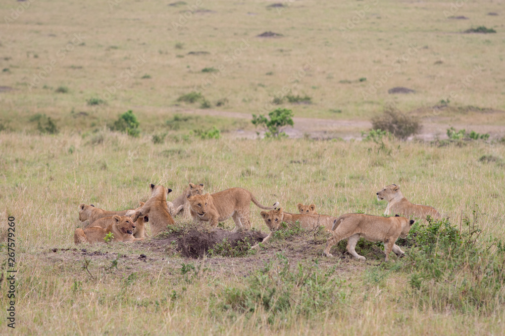 Naklejka premium lion pride at a kill