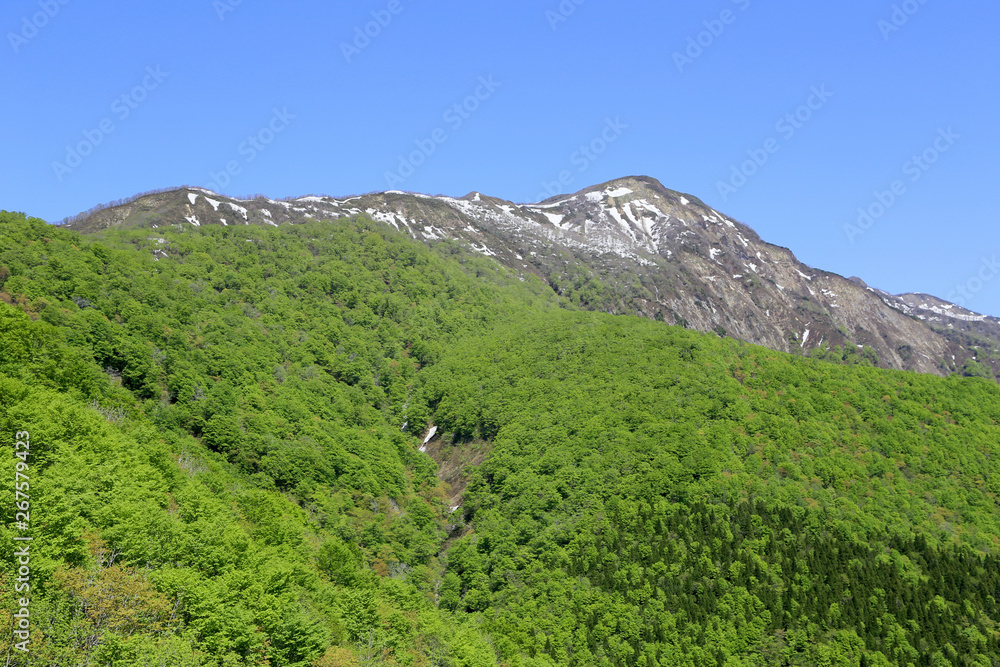 ブナの新緑と禿峠