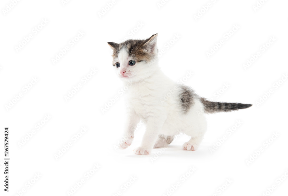 Obraz premium Cute white tabby kitten isolated
