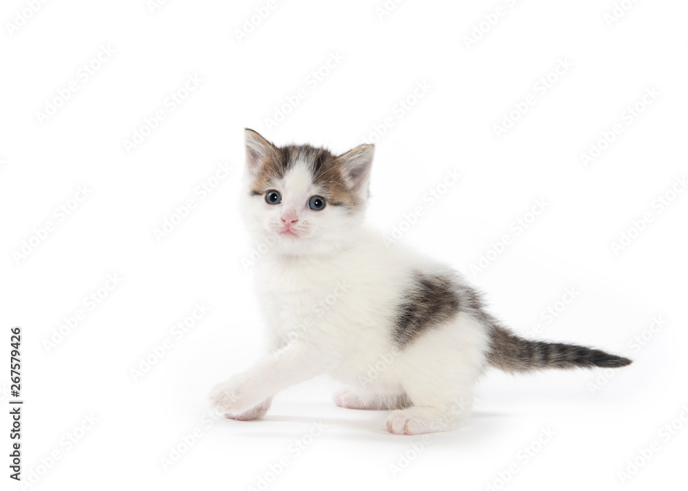 Cute white tabby kitten isolated