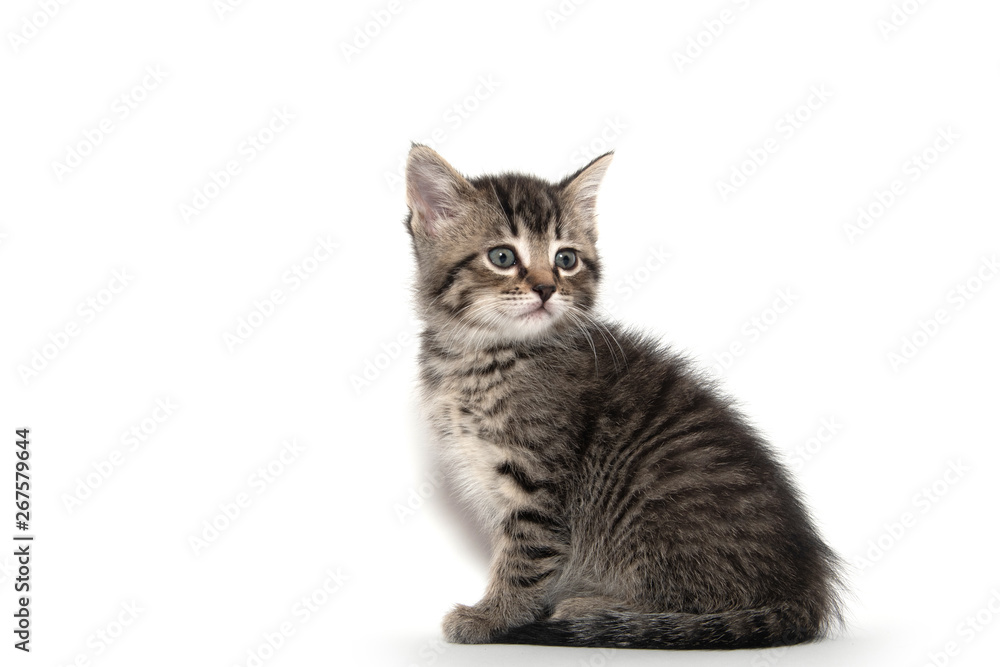 Cute tabby kitten on white