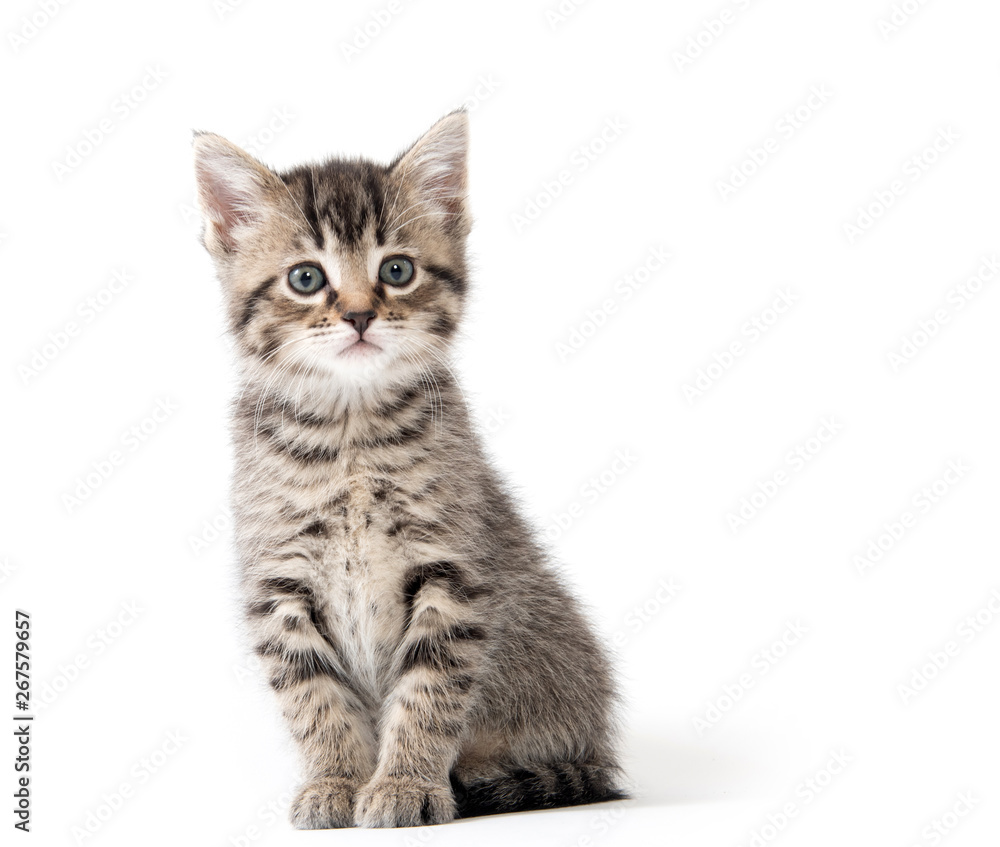 Cute tabby kitten on white Cute tabby kitten on white