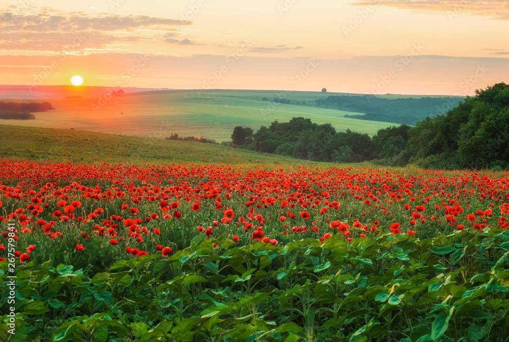 Obraz na płótnie Poppy field at sunset / Amazing view with a spring field and lots of poppies at sunset w salonie