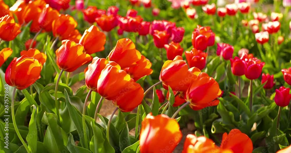 tulips on agruiculture field holland tulips on agruiculture field holland