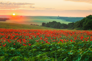 Poppy field at sunset / Amazing view with a spring field and lots of poppies at sunset
