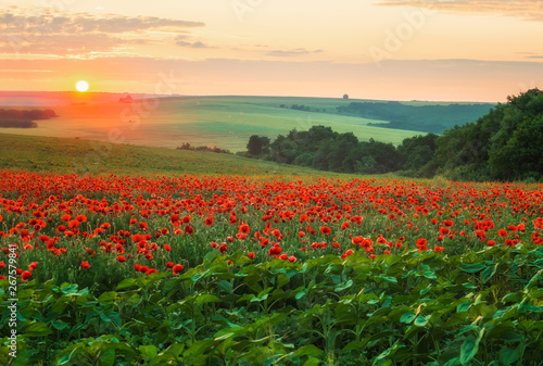 Poppy field at sunset / Amazing view with a spring field and lots of poppies at sunset #267579841