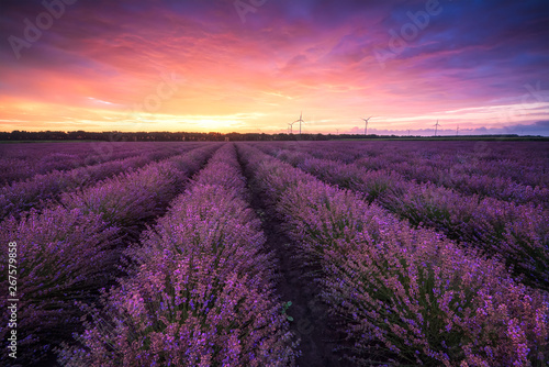 Lavender field at sunrise   Stunning view with a beautiful lavender field at sunrise
