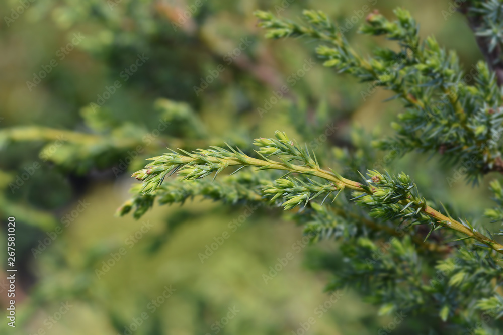 Chinese juniper Blue Alps